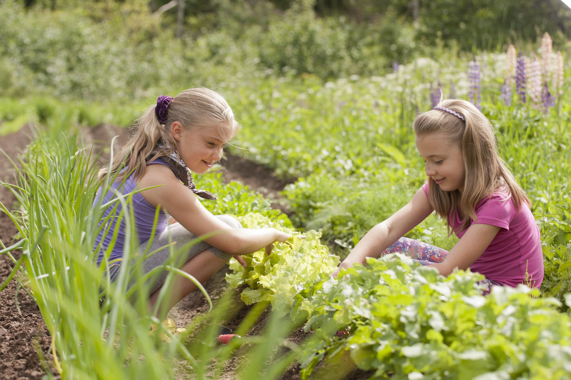 2 young girls are tending to a vegetable garden.
