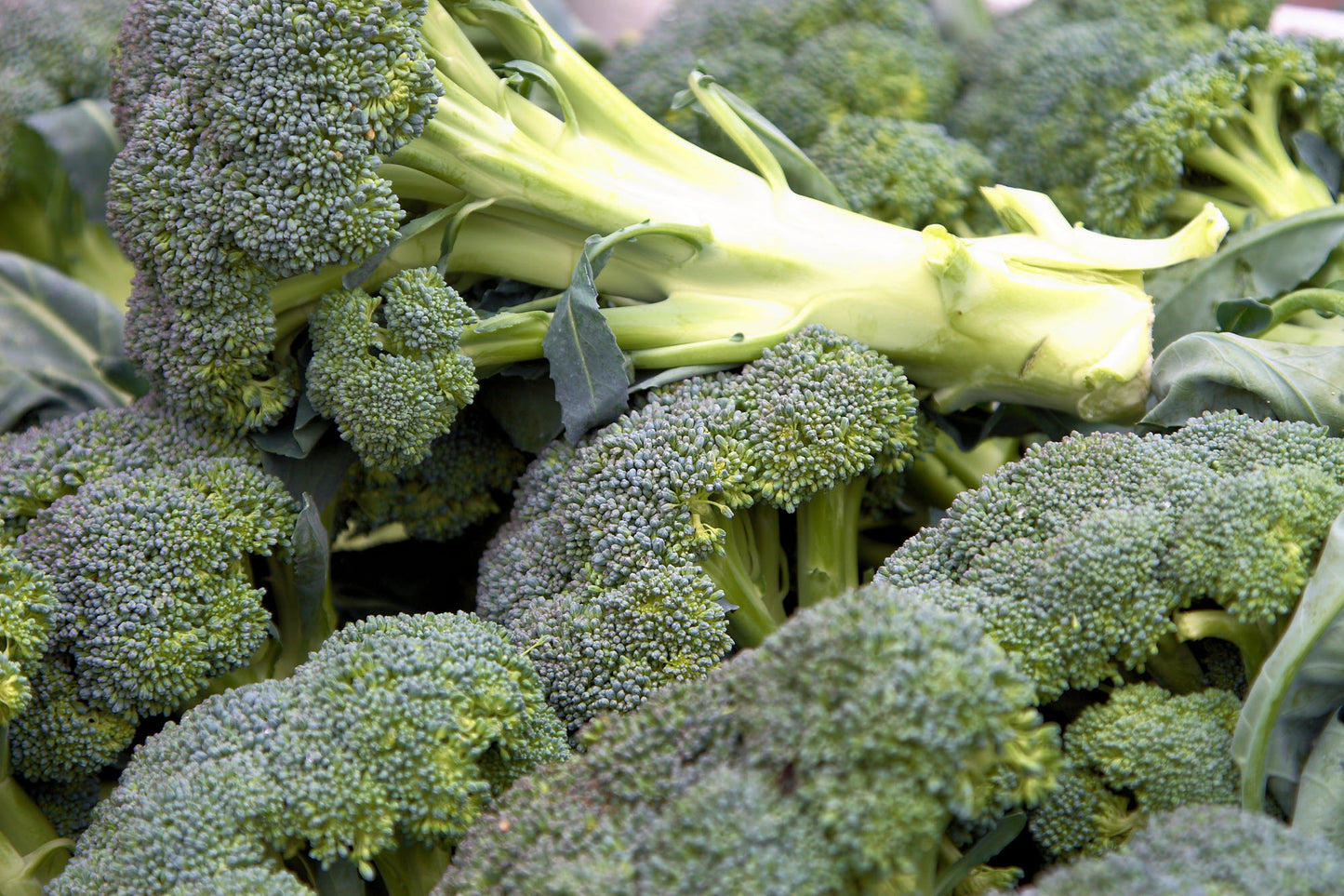 On display is broccoli, of the variety Green Sprouting Calabrese. We see fully matured broccoli spears stacked upright together tightly.  A single spear is laid horizontally from right to left on top of the stack of spears. The image is zoomed in such that we cannot see past the stack of broccoli spears. 