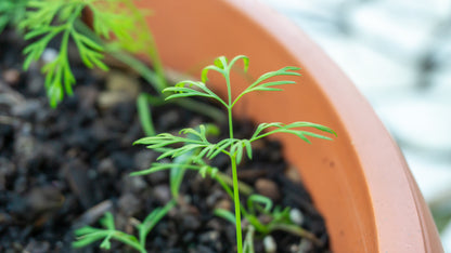 Shown in the foreground is a single sprig of Carrot Lunar White Microgreens, rising up dominantly in a pot. Other sprigs are shown nearby and are out of focus.