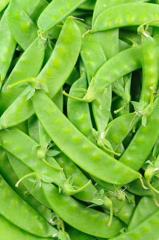 On display is a bunch of pea pods, of the variety Snow Mammoth Melting Sugar. The bright green pea pods for this variety are displaying their characteristic flatness. The image is zoomed so we cannot see the container they are held in. 