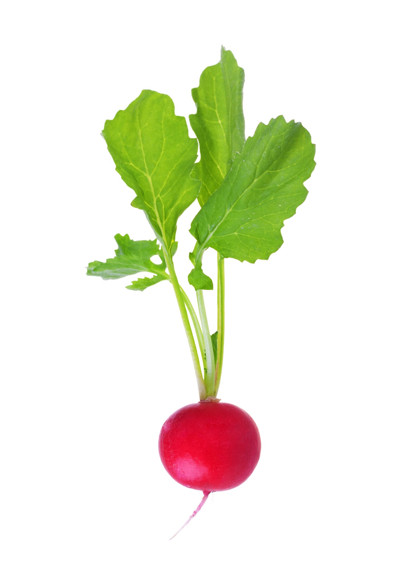 On display is a single radishes, of the variety Champion. The radish appears to be freshly harvested, and fully washed, with its stalk still intact.  The radish is placed onto a white surface, in a north to south orientation. 