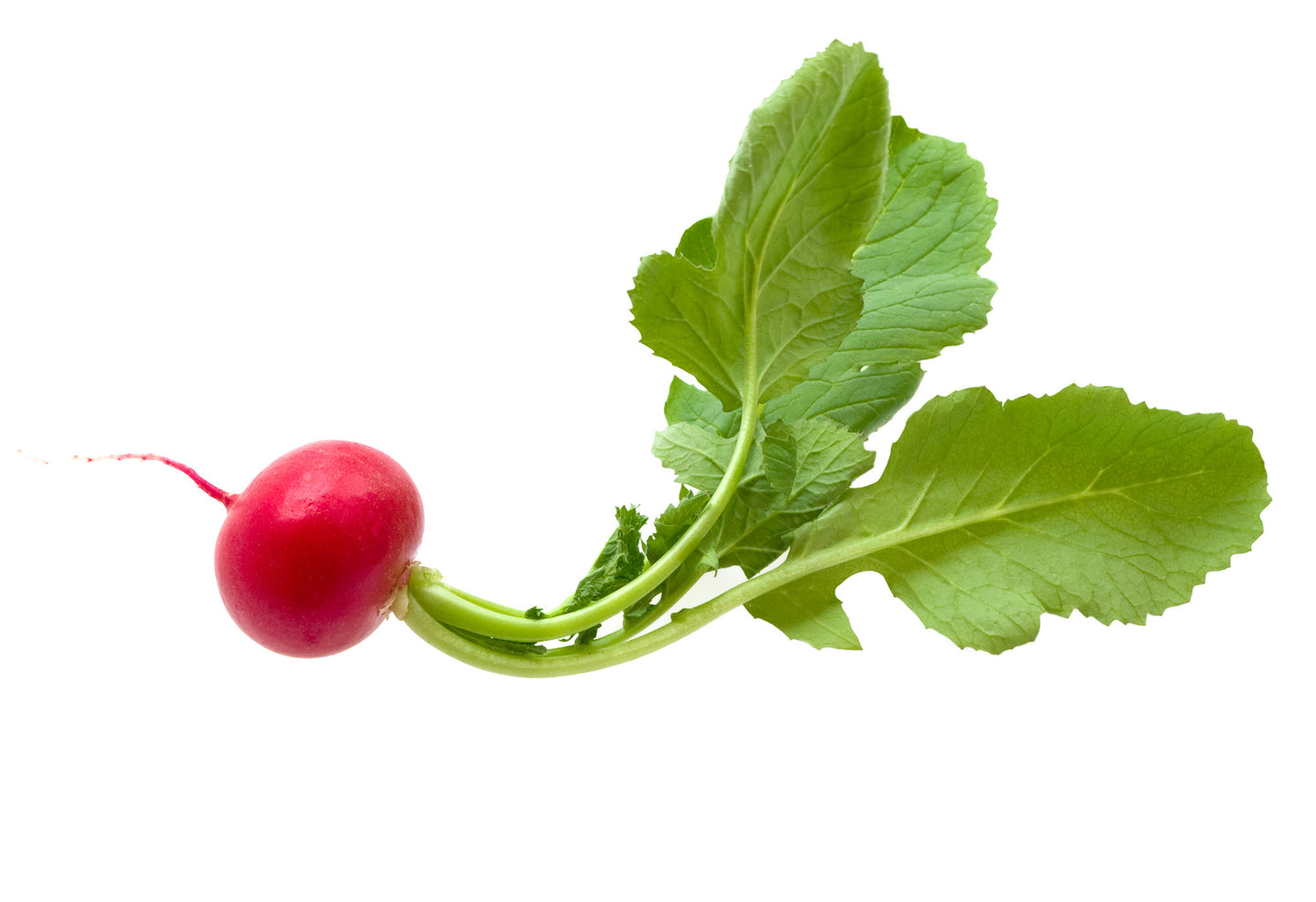 On display is a single radish, of the variety Crimson Giant. The radish appear to be freshly harvested, and fully washed. The radish is a bright magenta, with a fresh, crisp, green stalk culminating in hearty green leaves. The radish appears to be in free fall motion against a white background. 
