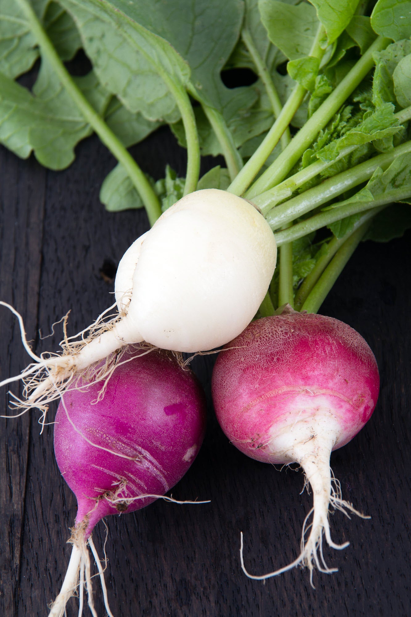 On display are 4 radishes, of the variety Easter Egg Blend. The radishes appear freshly harvested, and fully washed, with their roots a vibrant white. Their stalks are fresh and crisp at the crown, and culminate into hearty, fresh green leaves. 2 radishes are light magenta, and 2 are pure white.  The radishes rest on a wooden surface. 