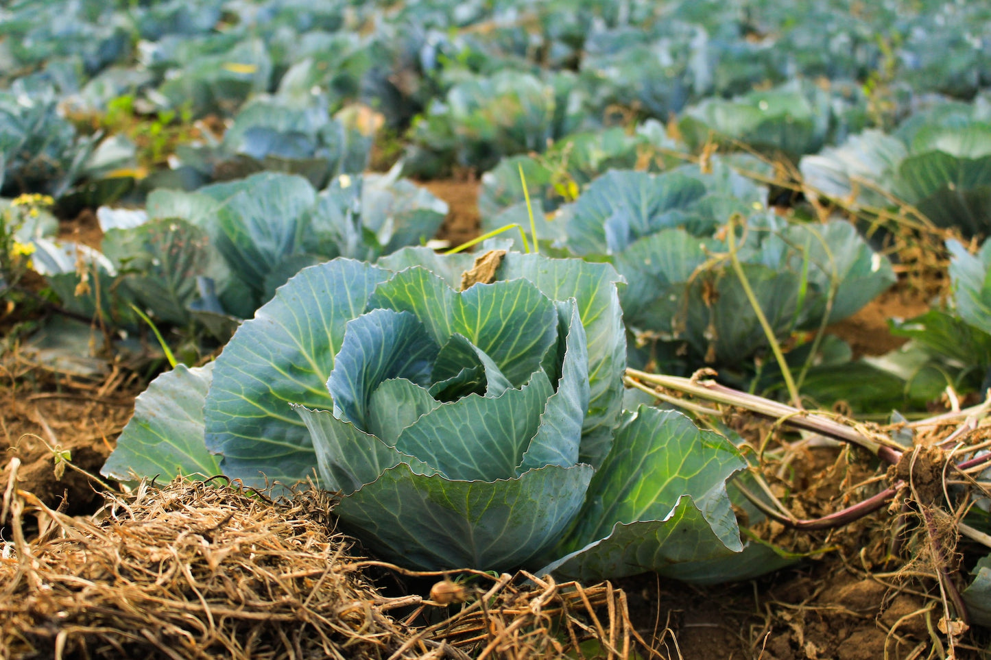 On display are many heads of cabbage, of the variety Brunswick, still in the field awaiting harvest. We are low to the ground, with a single head of cabbage in focus.  The remaining heads of cabbage in the field move out of focus. We can see 8 rows of cabbage heads in the background, getting smaller and more out of focus as the distance increases.
