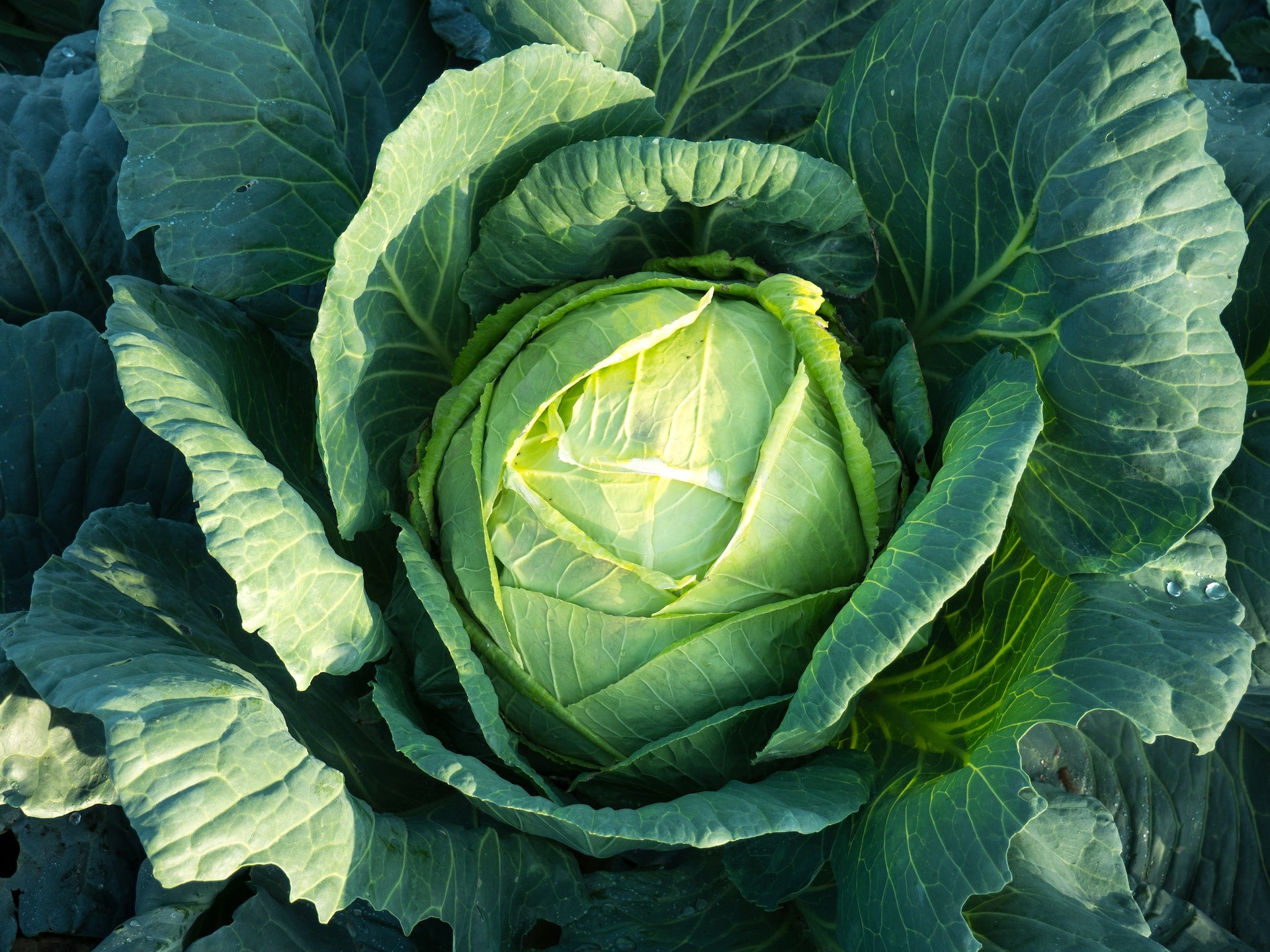 On display is a head of cabbage, of the variety Brunswick, still in the field awaiting harvest. We are zoomed in and can view this single head of cabbage. The sun is starting descend in the lower right of the image, casting shadows among the cabbage leaves.