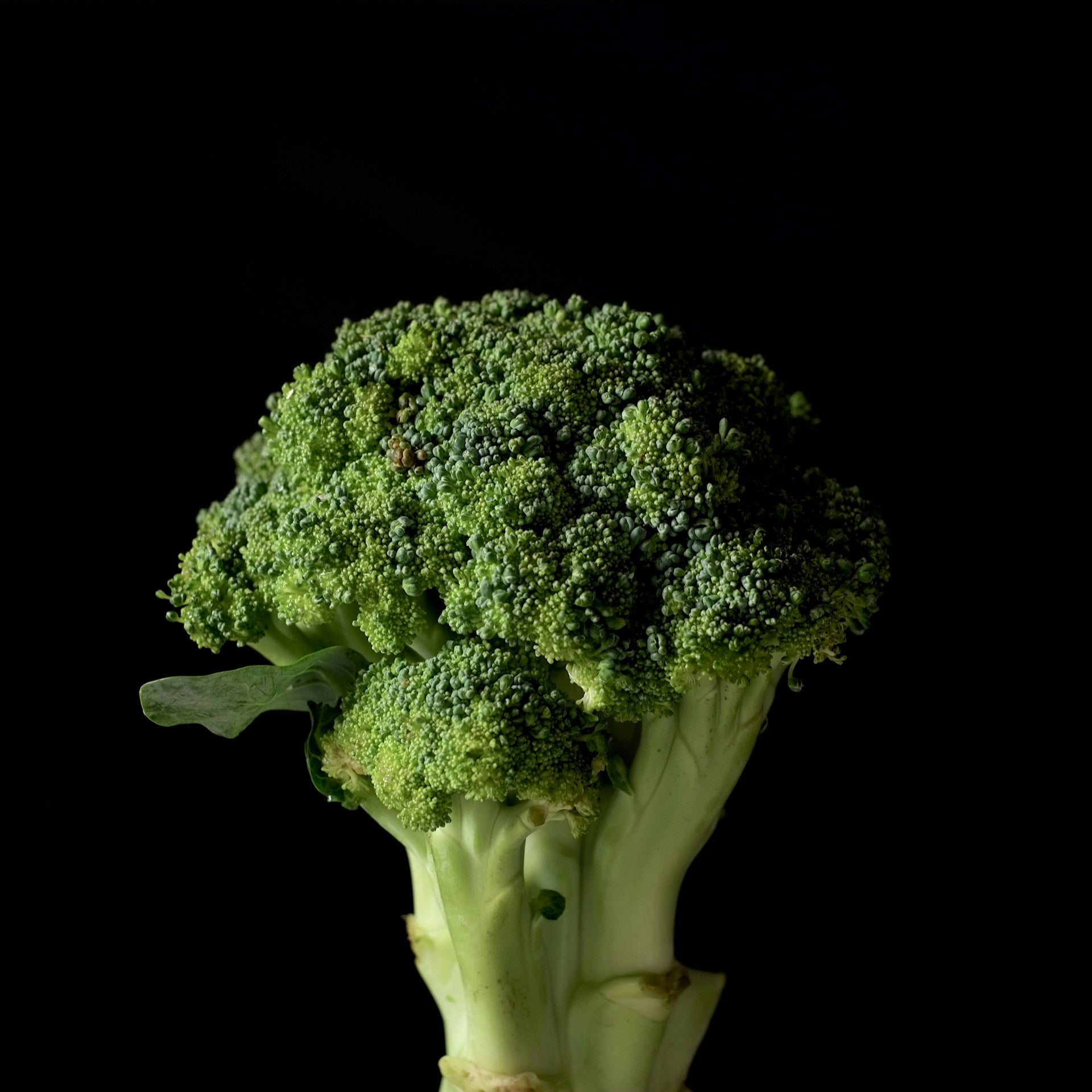 On display is broccoli, of the variety Di Cicco.  Only one individual head of broccoli is on display, which contains the green small nodules typical of a broccoli head.  One small green leaf attempts to protrude from the left side. 
