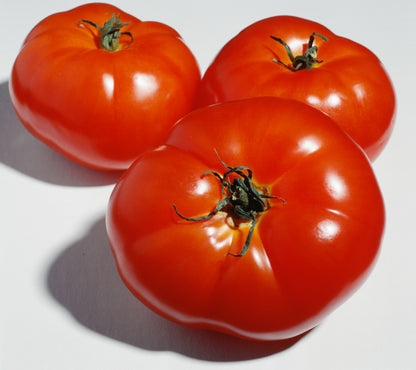 Close-up view from above of three tomatoes, of the variety Slicing Caribe. The way their semi-glossy orange skin subtly reflects the light, gives all indications that the light source is from above and to the right. Their sepals appear dried out, indicating the increased ripeness of the tomatoes. The tomatoes are placed onto a pure white surface. The image is zoomed so we can only see the white surface and the tomatoes. 