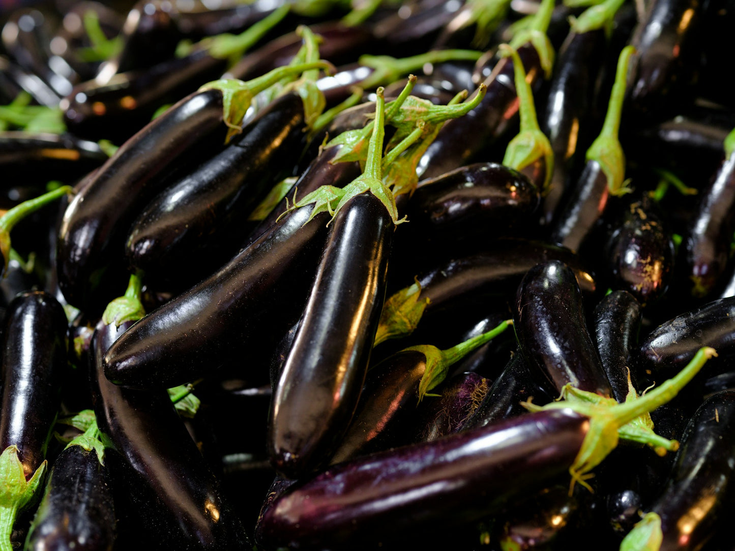 On display are several eggplant, of the variety Long Purple. The eggplant are stacked several layers deep. In the lighting, some of the eggplant have a black color, and some are purple. The calyxes, or crowns, of each eggplant is a bright green, indicating they have been freshly harvested. 