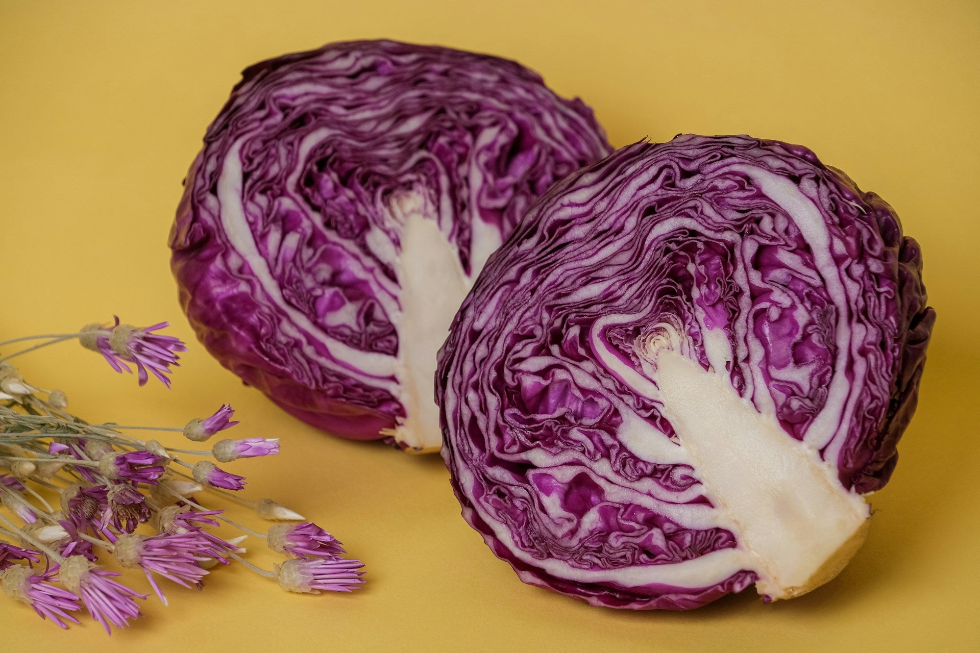 On display is a single head of cabbage, of the variety Red Acre, which has been chopped in half. The 2 halves are both positioned so we can view the middle flesh.  The red and white color transitions within the cabbage are clearly visible.  We can also see the white stalk in the center of the cabbage, also cut in half. The stalk is wider at the periphery of the head, and narrows as it works it way to the center of the head.
