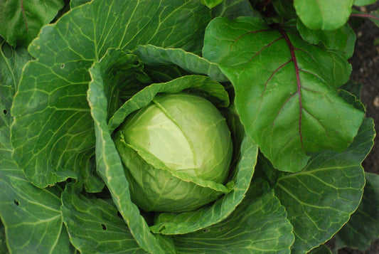 On display is a head of cabbage, of the variety Golden Acre, still in the field awaiting harvest. We are zoomed in and can view this single head of cabbage. The cabbage and leaves are intensely green.  The folds of the leaves around the central head are smooth, round, and make tight seams.
