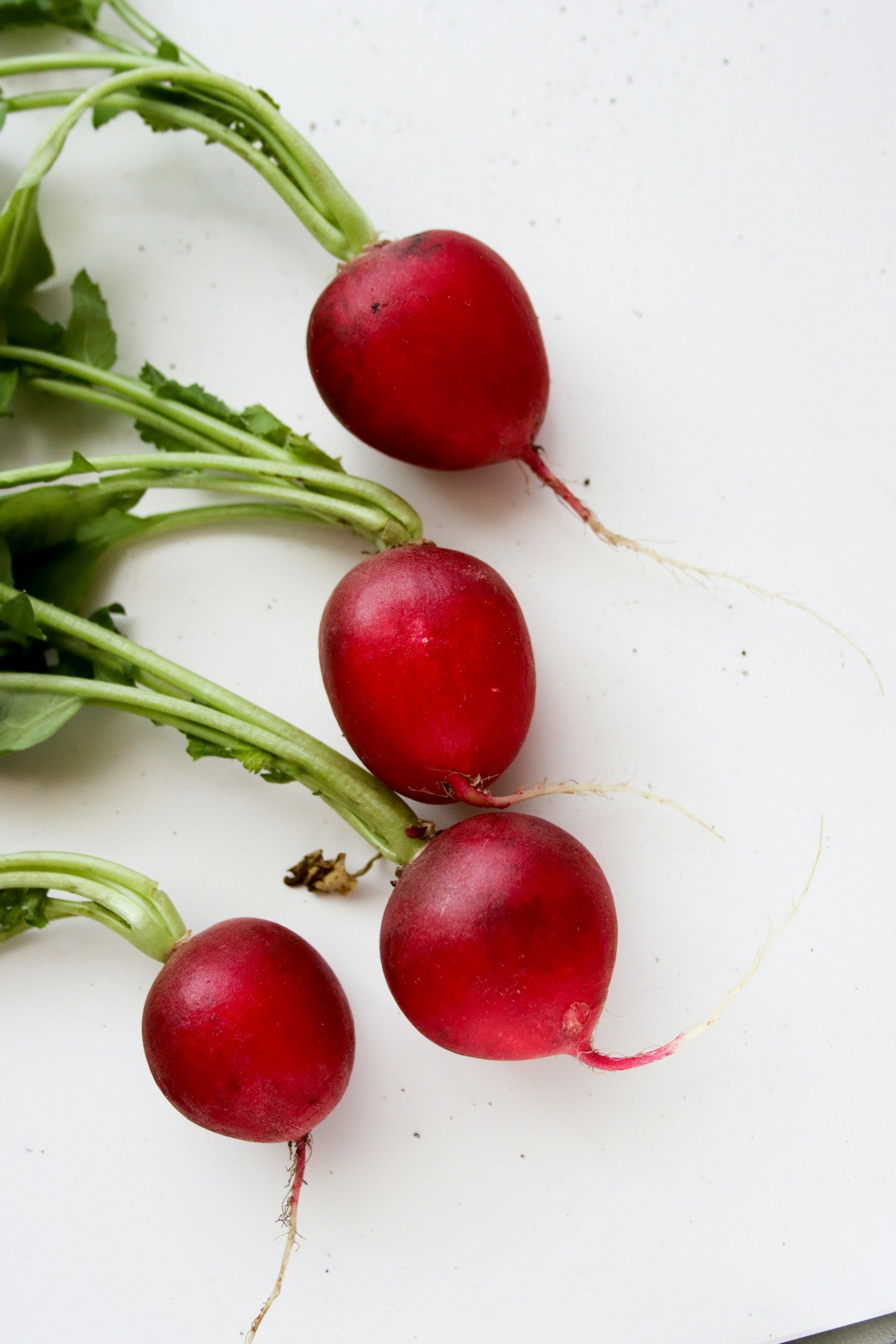 On display are 4 radishes, of the variety Crimson Giant. The radishes appear to be freshly harvested, with dirt still pronounced in various spots. Still attached are their stalks. The radishes appear on a white surface. 