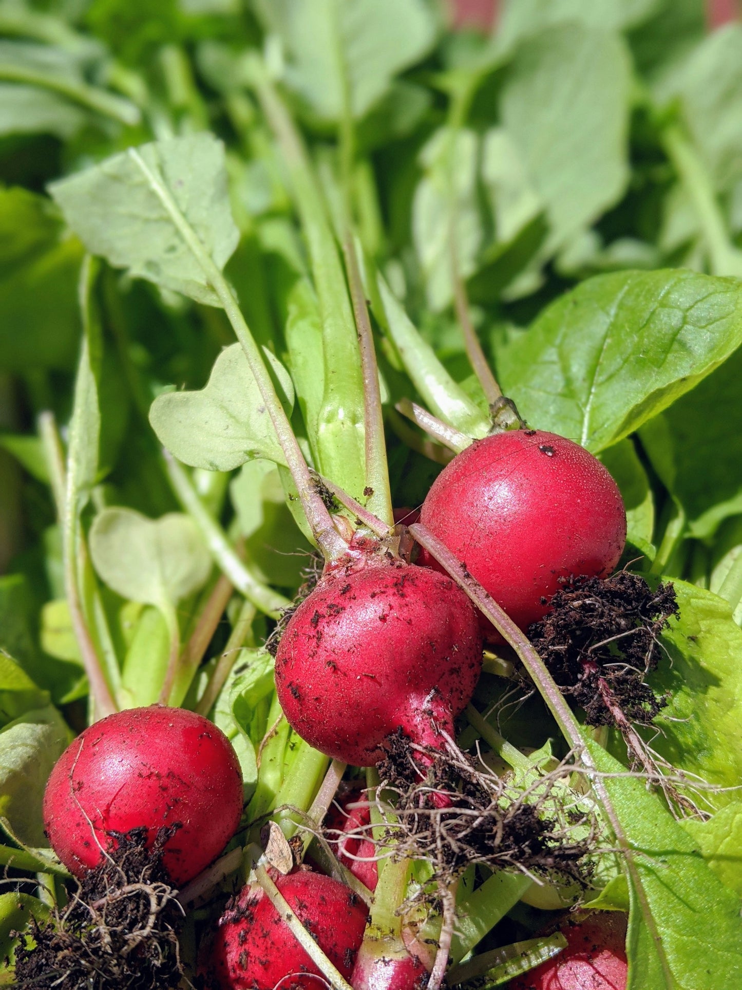 On display are several radishes, of the variety Champion. The radish appear to be freshly plucked from the ground, possibly inches above the surface. However, the image is zoomed and we cannot see what resides below the radishes. Visible are clumps of dirt, to be expected as they pulled from the ground. 