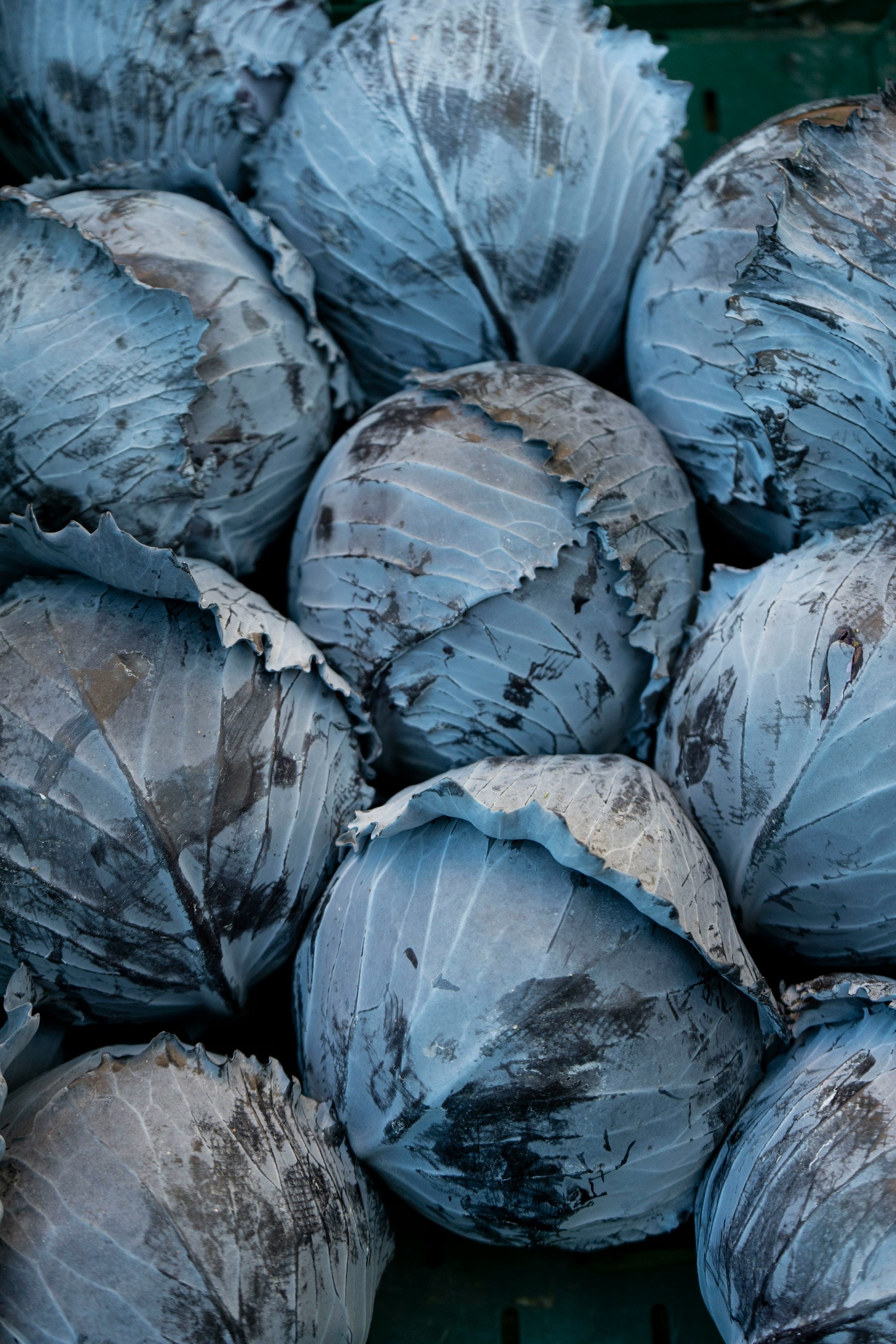 On display are several heads of cabbage, of the variety Red Acre, recently harvested, and laying on a flat surface, tightly grouped together. The colors are grayish blue. The lighting appears to be early morning. 