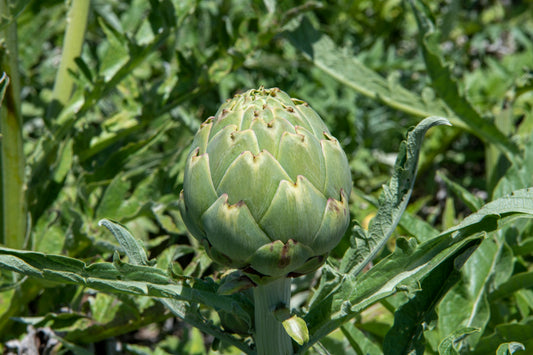 A variety of Artichoke called Green Globe, ready for harvest, shown in the full sun.