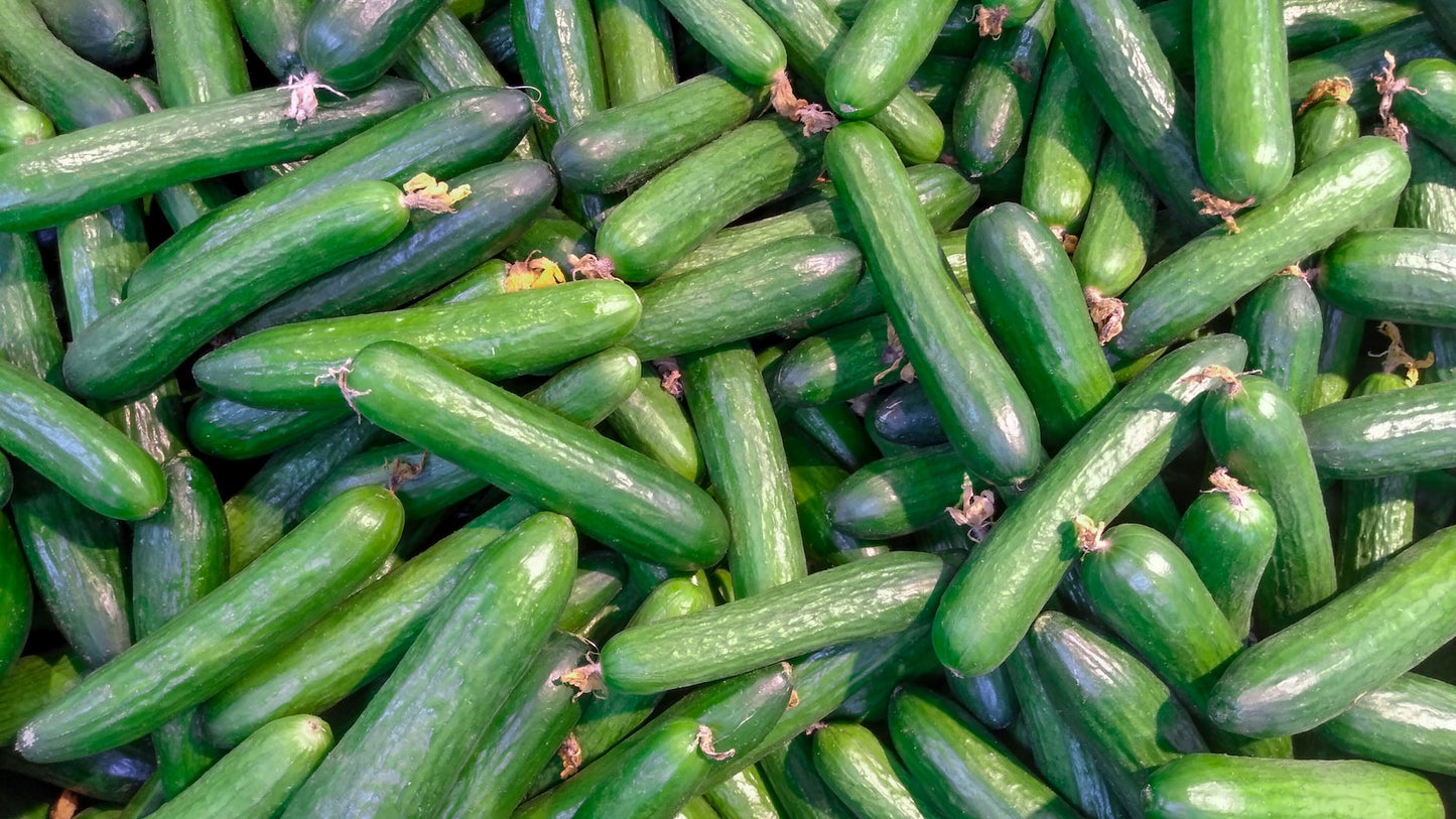 On display are several cucumbers, of the variety Muncher. These particular cucumbers have the familiar smoothness one associates with typical cucumbers. The cucumbers appear to be freshly harvested and are stacked all together. The image is zoomed, and we cannot see the container.
