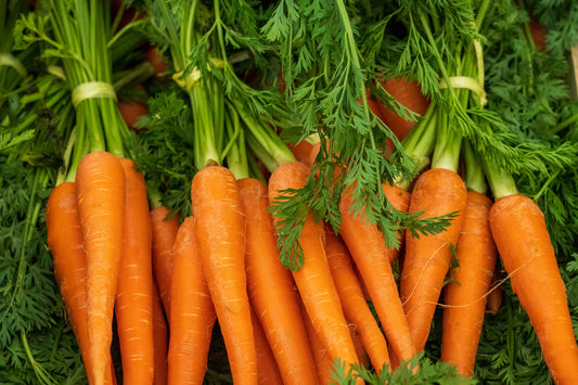On display are several bunches of carrots, of the variety Danvers 126. The carrots appear to be freshly harvested, washed, and each bunching appears to be held together by string applied at the green stalk above the carrots.  There are several bunches, all stacked on each other.