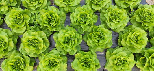 On display are several heads of lettuce, of the variety Romaine Little Gem.  The romaine lettuce heads are shown still in the ground, with a thin plastic lining surrounding them and covering the dirt. The bright green leaves curl tightly at the center. As the eye moves away from the center, we see concentric circles of wavy green leaves. The outermost leaves are flatter and closer to the ground.
